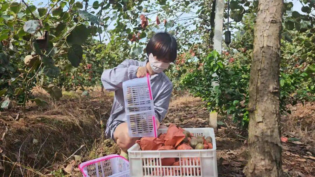 乡村振兴丨土主镇：“金豆豆”与“绿珍珠”共绘丰收图景 特色产业激活乡村振兴新动能