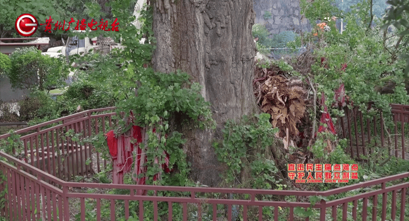 贵阳一700年古树砸扁“宝马”<strong></p>
<p>BITOP交易平台</strong>，现场惨不忍睹，林业局：车主他也有错