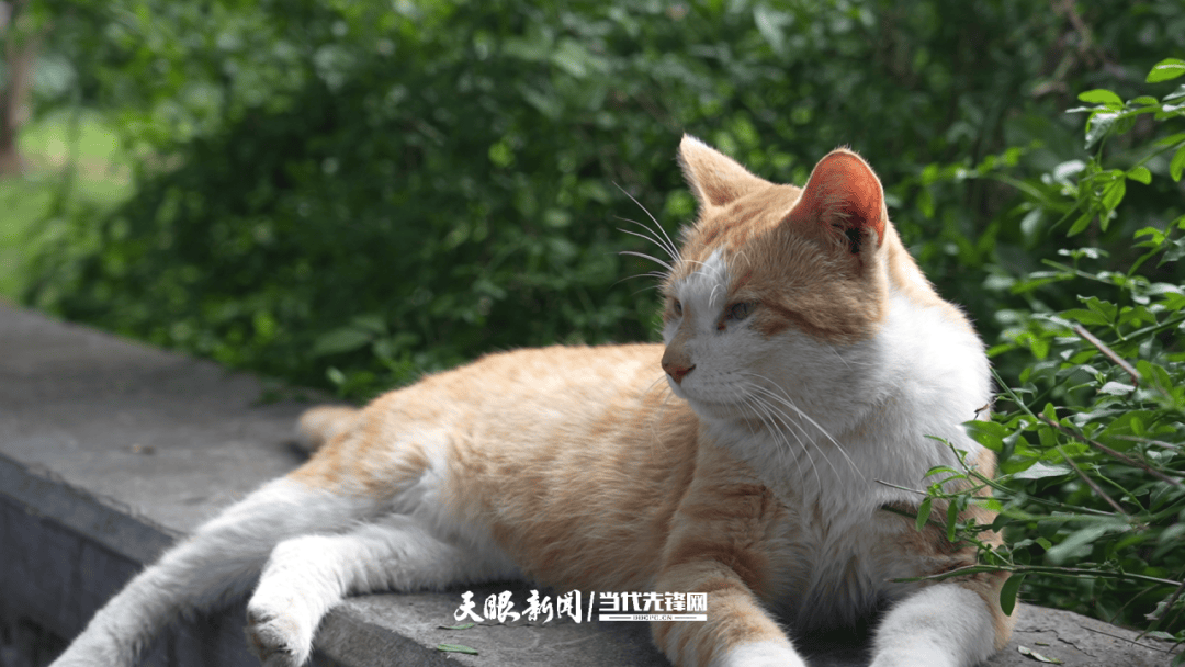 大反转<strong></p>
<p>XRP交易平台</strong>！贵阳“挖眼虐猫”事件系AI编造