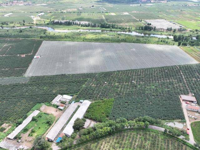 在拼多多单月卖出5000吨莱阳梨<strong></p>
<p>币安币交易平台</strong>,95后新农人为何“收编”果园?