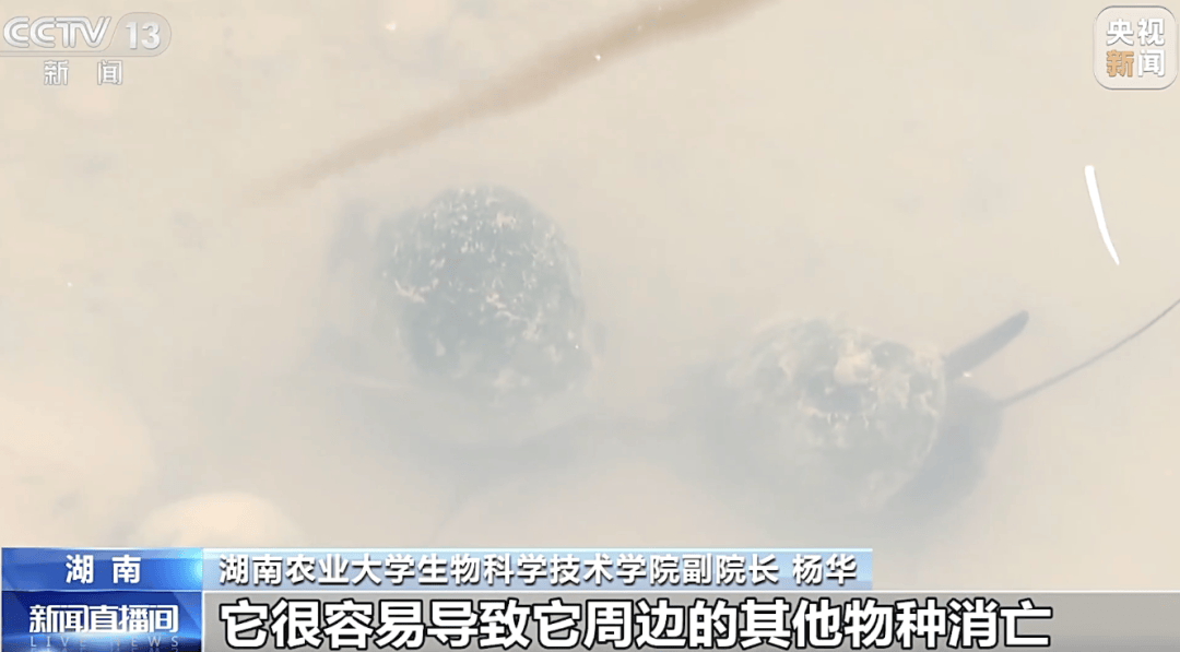 掀开衣服<strong></p>
<p>ADA交易平台</strong>,密密麻麻!200多只活虫惊现深圳机场……