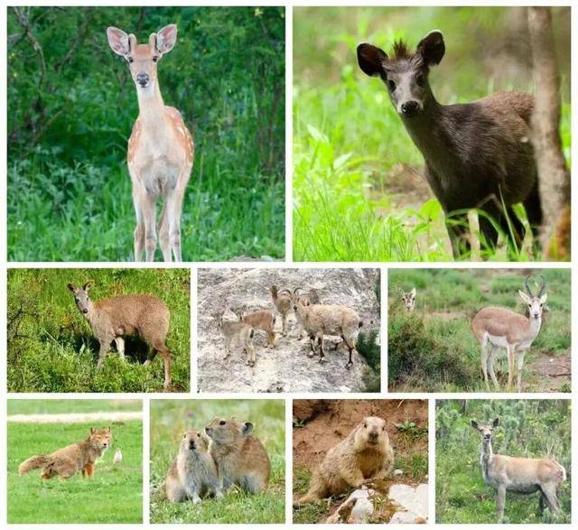 “感谢大家支持我大闹天宫……”蔡国强烟花秀现场感言视频披露<strong></p>
<p>ADA交易平台</strong>,又遭质疑!