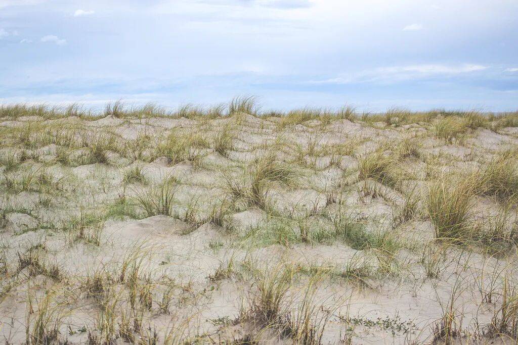 “除蒿”大战开启<strong></p>
<p>艾达币交易平台</strong>，过敏有救了？