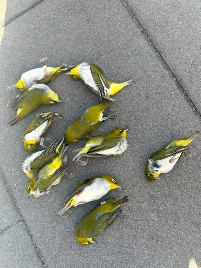 北京一座大厦楼下躺了14只鸟<strong></p>
<p>比特现金交易平台</strong>，12只已死亡！元凶竟是玻璃