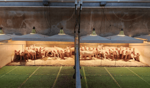 猪价持续“探底”<strong></p>
<p>比特现金交易平台</strong>,拐点何时到来?