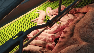 猪价持续“探底”<strong></p>
<p>比特现金交易平台</strong>,拐点何时到来?