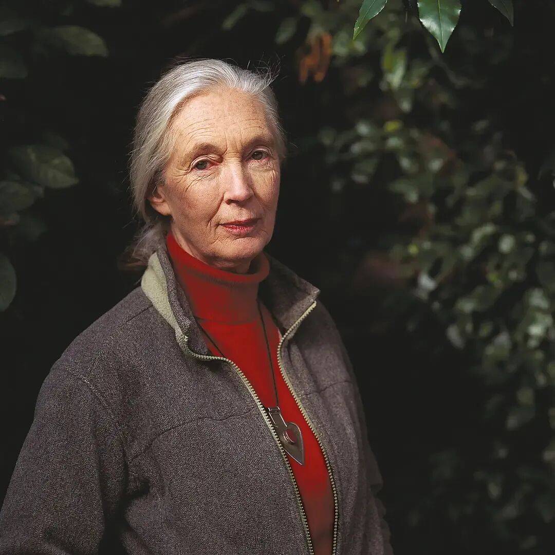 珍·古道尔：她无法看着动物受苦<strong></p>
<p>LTC交易平台</strong>，就像没法看着人类受苦｜逝者