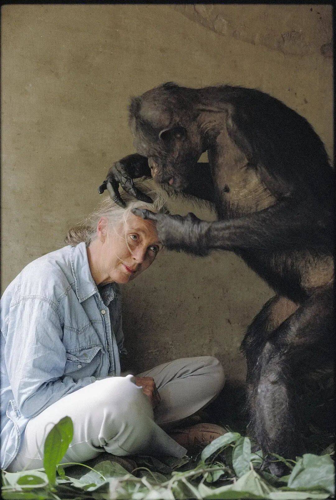 珍·古道尔：她无法看着动物受苦<strong></p>
<p>LTC交易平台</strong>，就像没法看着人类受苦｜逝者