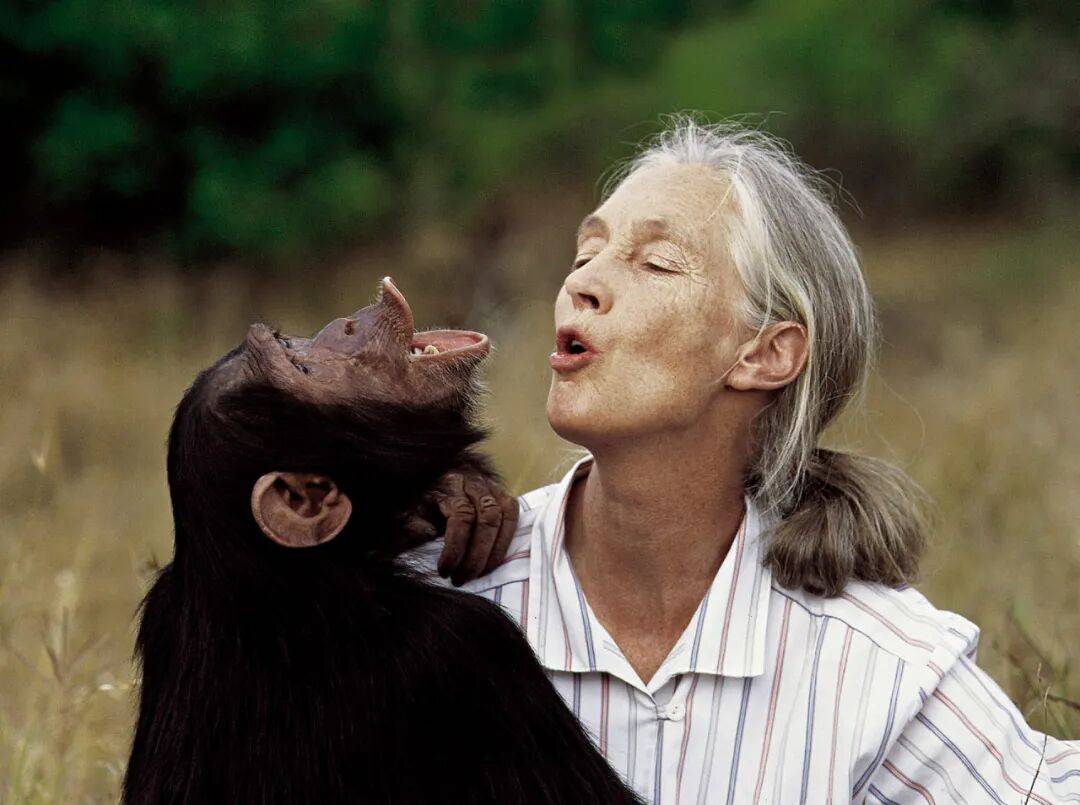 珍·古道尔：她无法看着动物受苦<strong></p>
<p>LTC交易平台</strong>，就像没法看着人类受苦｜逝者