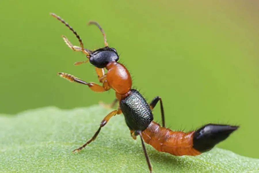 千万不要拍!近期“飞行的硫酸”活跃<strong></p>
<p>莱特币交易平台</strong>,有人差点“毁容”