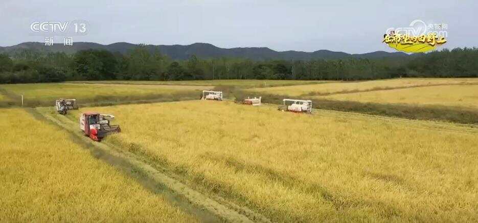 风吹稻浪、瓜果飘香 希望的田野呈现一幅“大地流金”的丰收图景