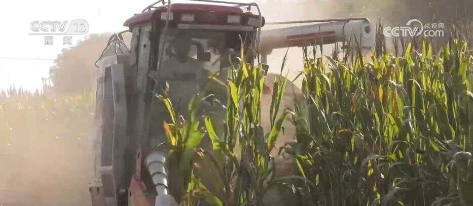 风吹稻浪、瓜果飘香 希望的田野呈现一幅“大地流金”的丰收图景