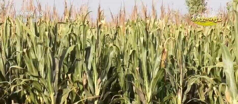 风吹稻浪、瓜果飘香 希望的田野呈现一幅“大地流金”的丰收图景