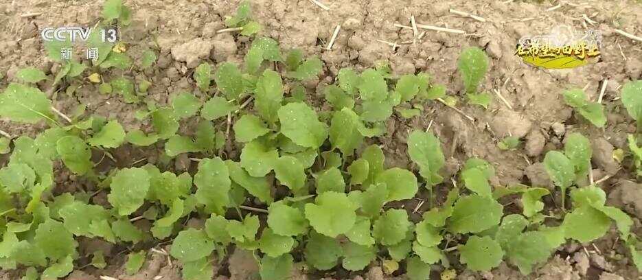 风吹稻浪、瓜果飘香 希望的田野呈现一幅“大地流金”的丰收图景