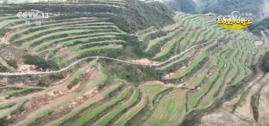 风吹稻浪、瓜果飘香 希望的田野呈现一幅“大地流金”的丰收图景