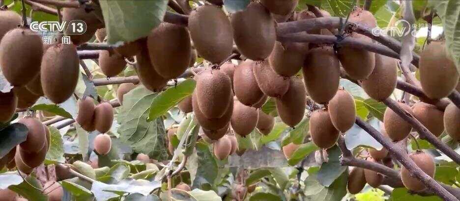 风吹稻浪、瓜果飘香 希望的田野呈现一幅“大地流金”的丰收图景