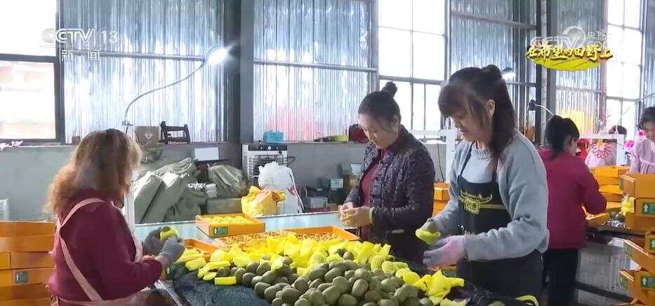 风吹稻浪、瓜果飘香 希望的田野呈现一幅“大地流金”的丰收图景