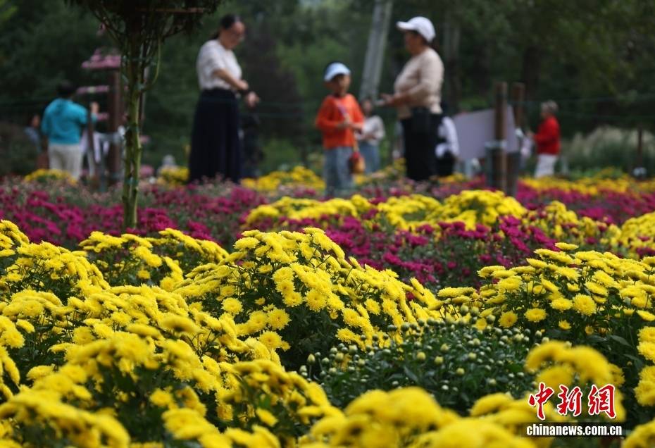 北京:游客漫步“菊海花田” 感受秋日盛景