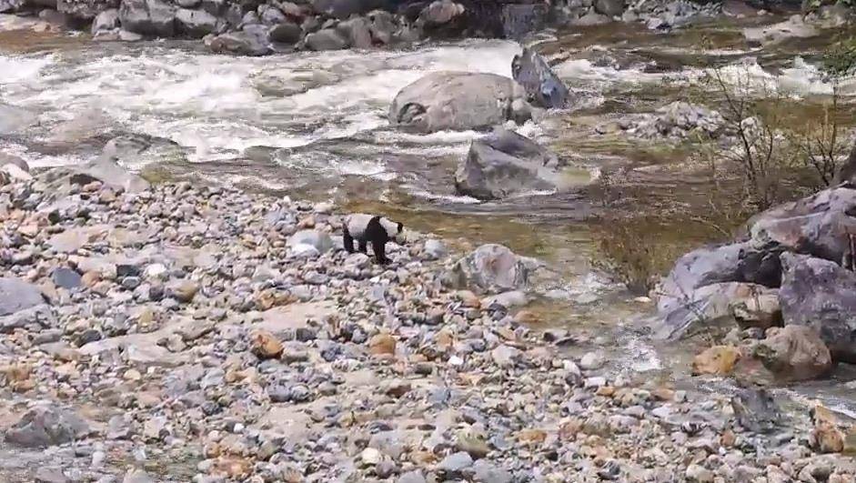 游客在陕西龙吟峡偶遇大熊猫过河<strong></p>
<p>BSV交易平台</strong>,景区:系纯野生秦岭大熊猫,今年首次发现