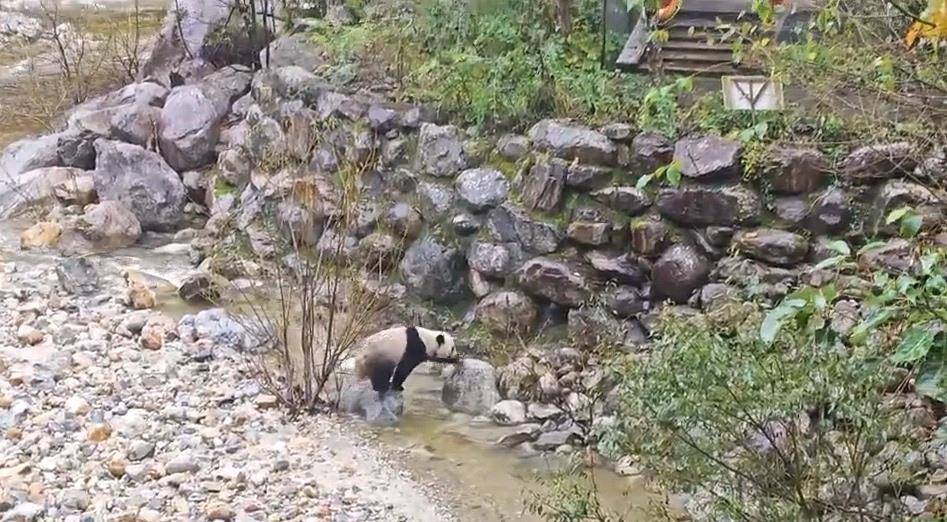 游客在陕西龙吟峡偶遇大熊猫过河<strong></p>
<p>BSV交易平台</strong>,景区:系纯野生秦岭大熊猫,今年首次发现