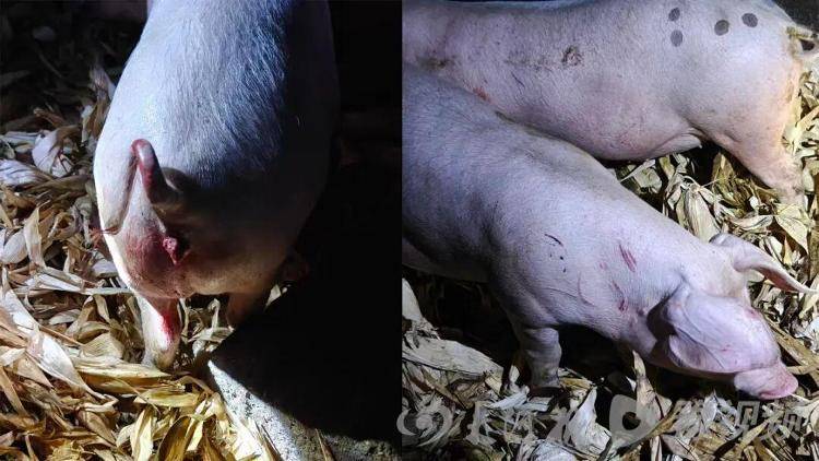 湖北鹤峰县疑再现老虎踪迹<strong></p>
<p>火币交易官网</strong>，村民家猪遭袭，玉米地发现脚印，此前男子自称干农活时被抓伤，当地回应