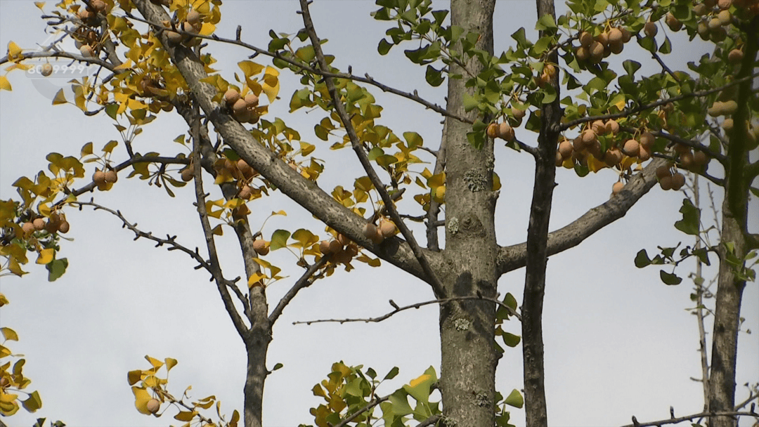 不要捡<strong></p>
<p>币安交易官网</strong>！不要吃！昆明街头正大量出现……