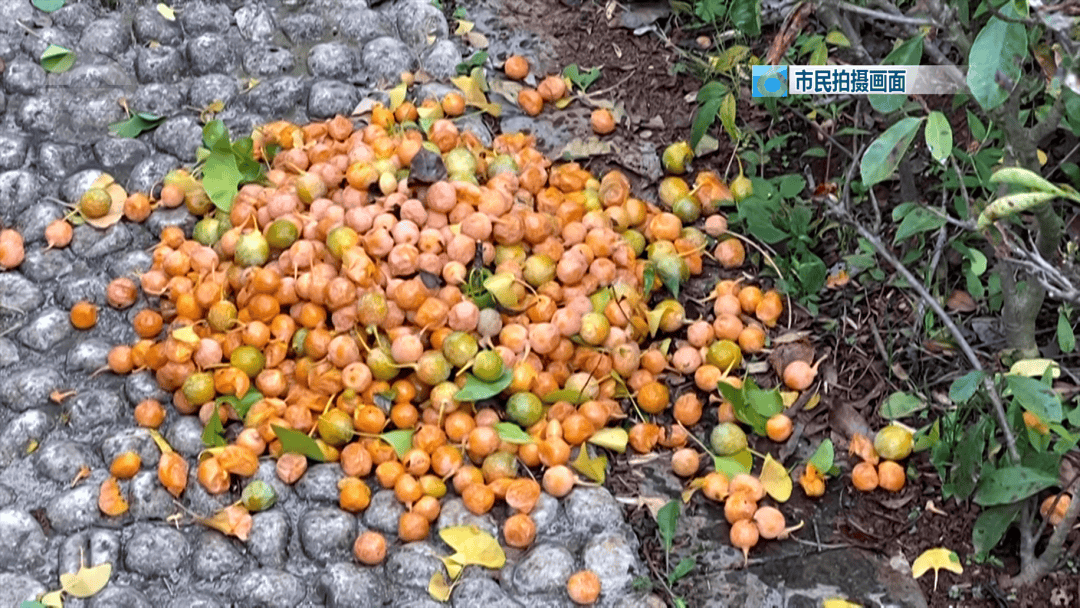 不要捡<strong></p>
<p>币安交易官网</strong>！不要吃！昆明街头正大量出现……