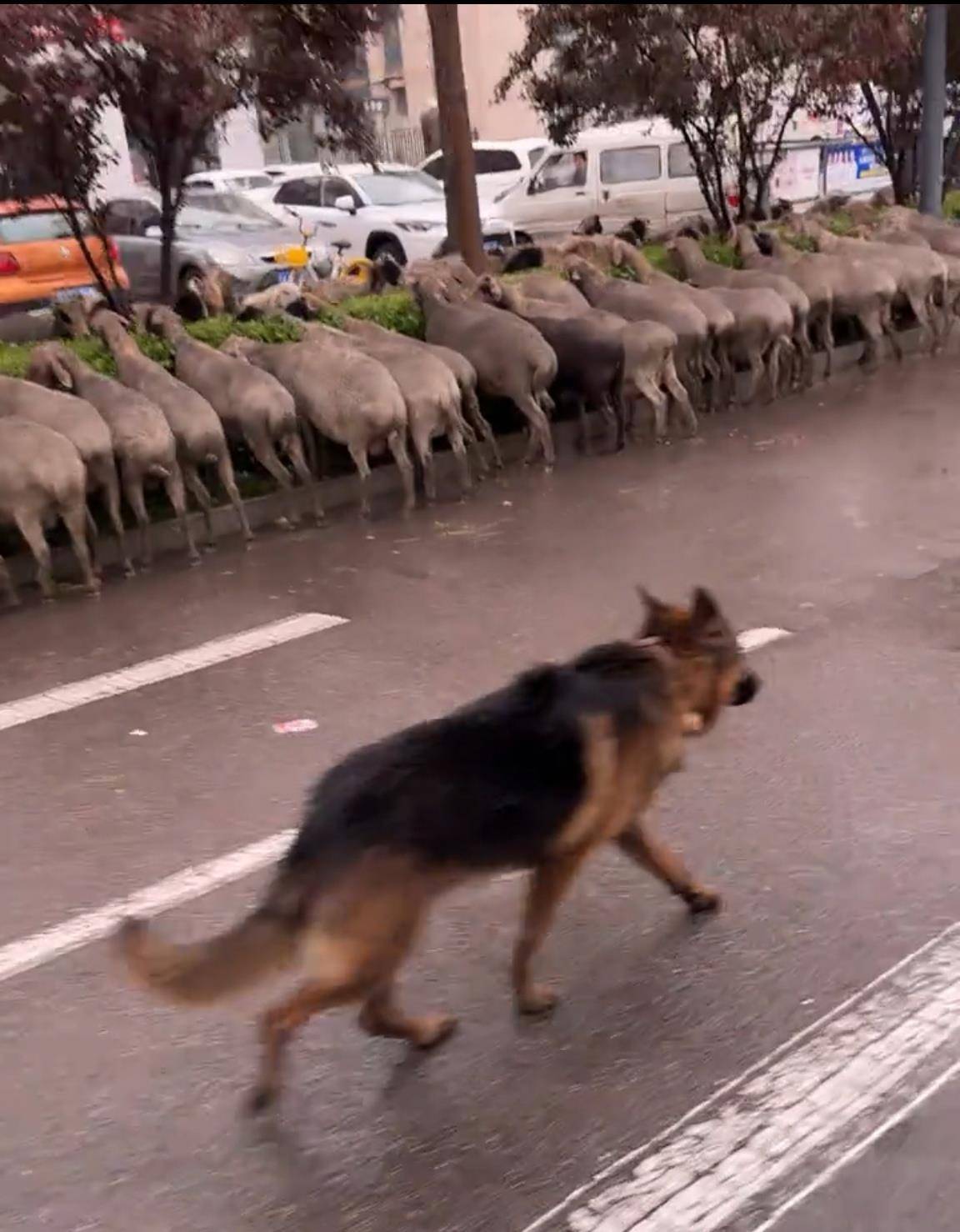 山西太原四五十只羊大街上围吃绿化带<strong></p>
<p>币安交易官网</strong>,当地居民称经常有羊群路过,多部门回应