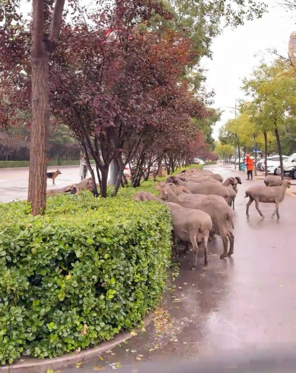 山西太原四五十只羊大街上围吃绿化带<strong></p>
<p>币安交易官网</strong>,当地居民称经常有羊群路过,多部门回应