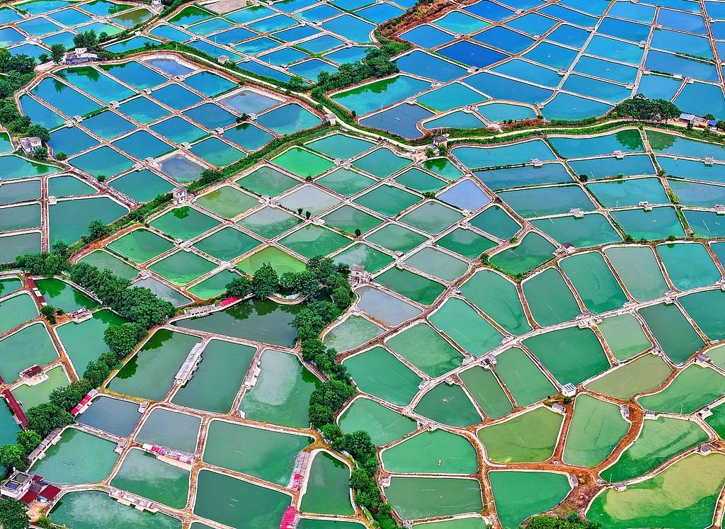 农妇荒塘内开挖养鱼被控罪<strong></p>
<p>抹茶交易官网</strong>，免于刑事处罚也很冤