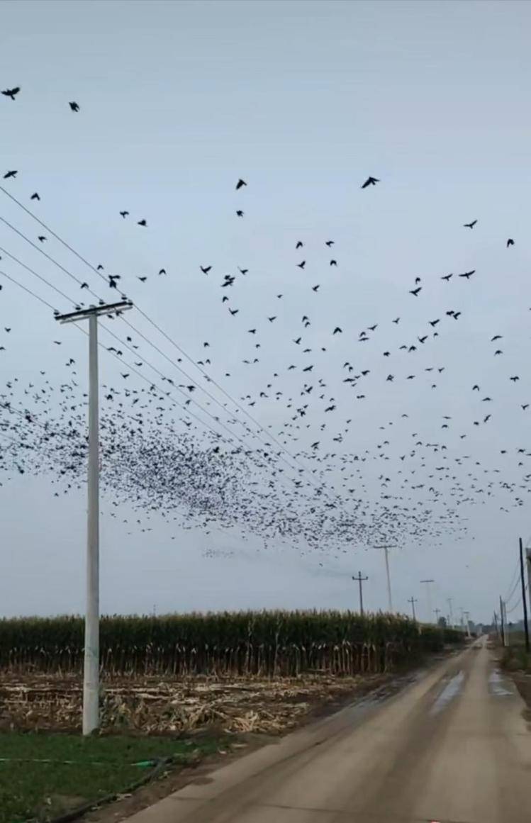 河北等多地天空现密集鸟群<strong></p>
<p>BTC交易官网</strong>,网友担心是灾害预兆,当地称未收到相关预警,专家解读