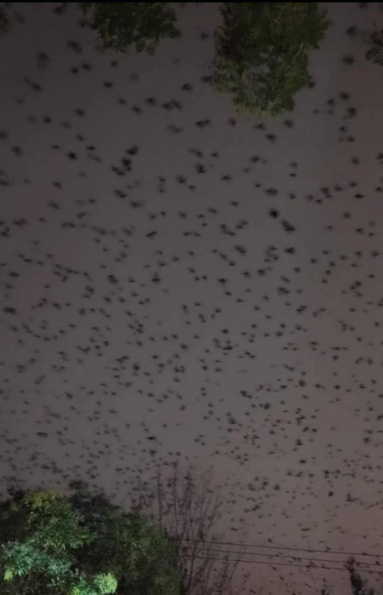 河北等多地天空现密集鸟群<strong></p>
<p>BTC交易官网</strong>,网友担心是灾害预兆,当地称未收到相关预警,专家解读