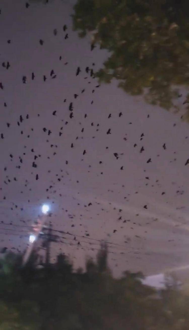 河北等多地天空现密集鸟群<strong></p>
<p>BTC交易官网</strong>,网友担心是灾害预兆,当地称未收到相关预警,专家解读