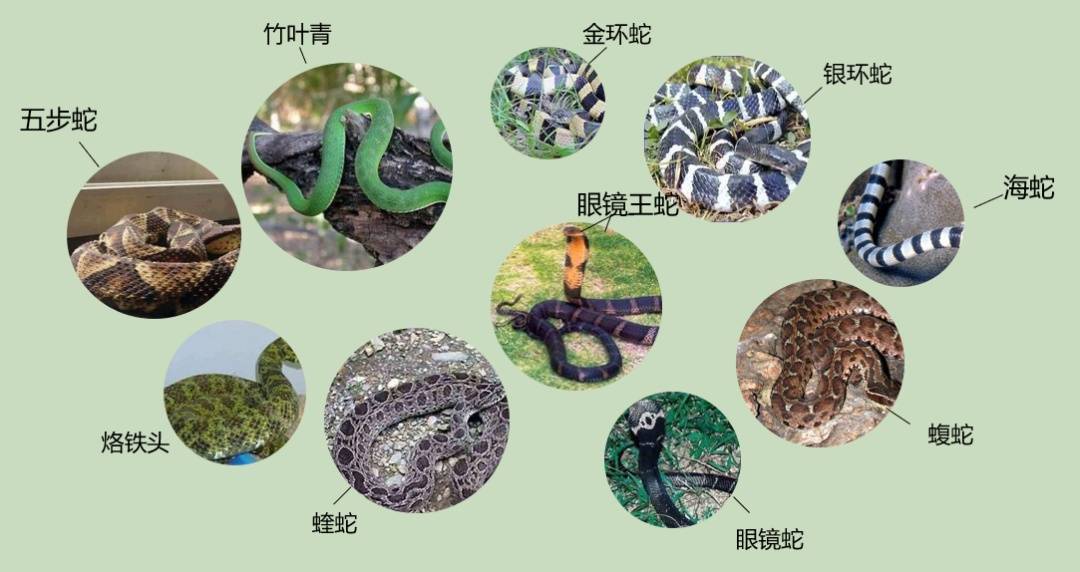 女子半夜上厕所<strong></p>
<p>比特币交易官网</strong>，马桶里突然窜出一条蛇！