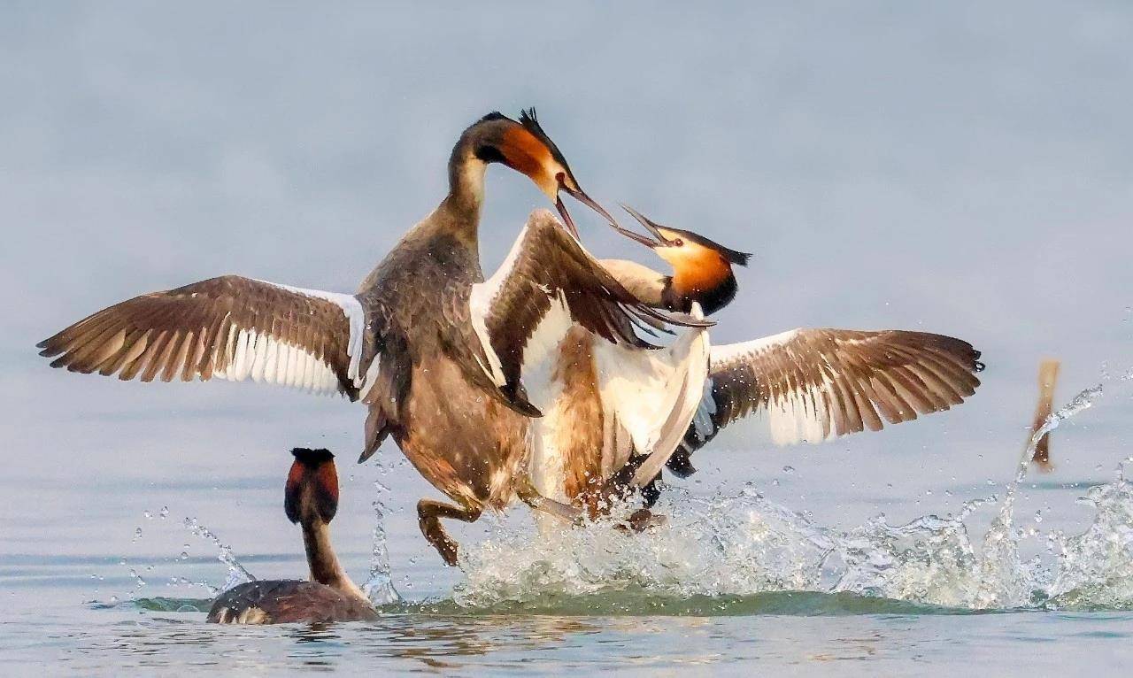 七旬退休大爷痴迷“打鸟”<strong></p>
<p>ETH交易官网</strong>，宁可不吃不喝也要花几万元升级装备