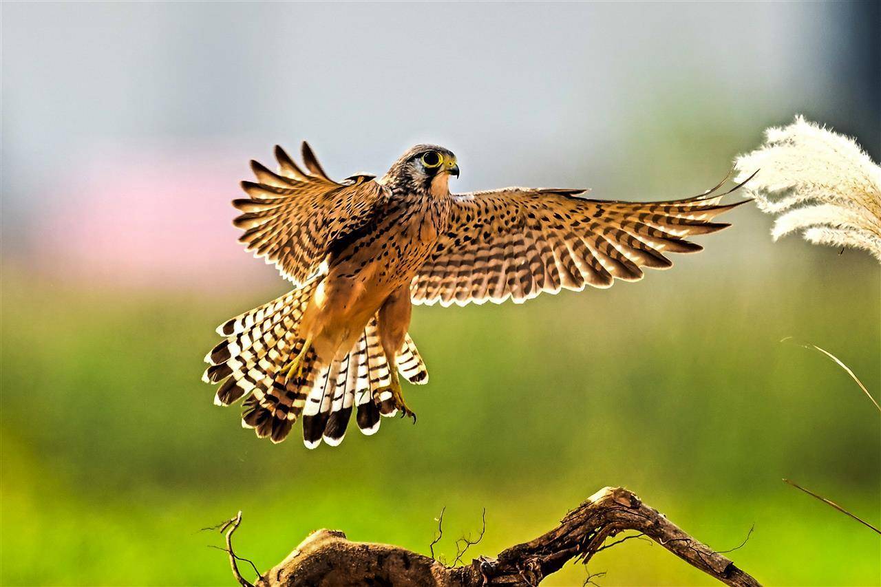 七旬退休大爷痴迷“打鸟”<strong></p>
<p>ETH交易官网</strong>，宁可不吃不喝也要花几万元升级装备