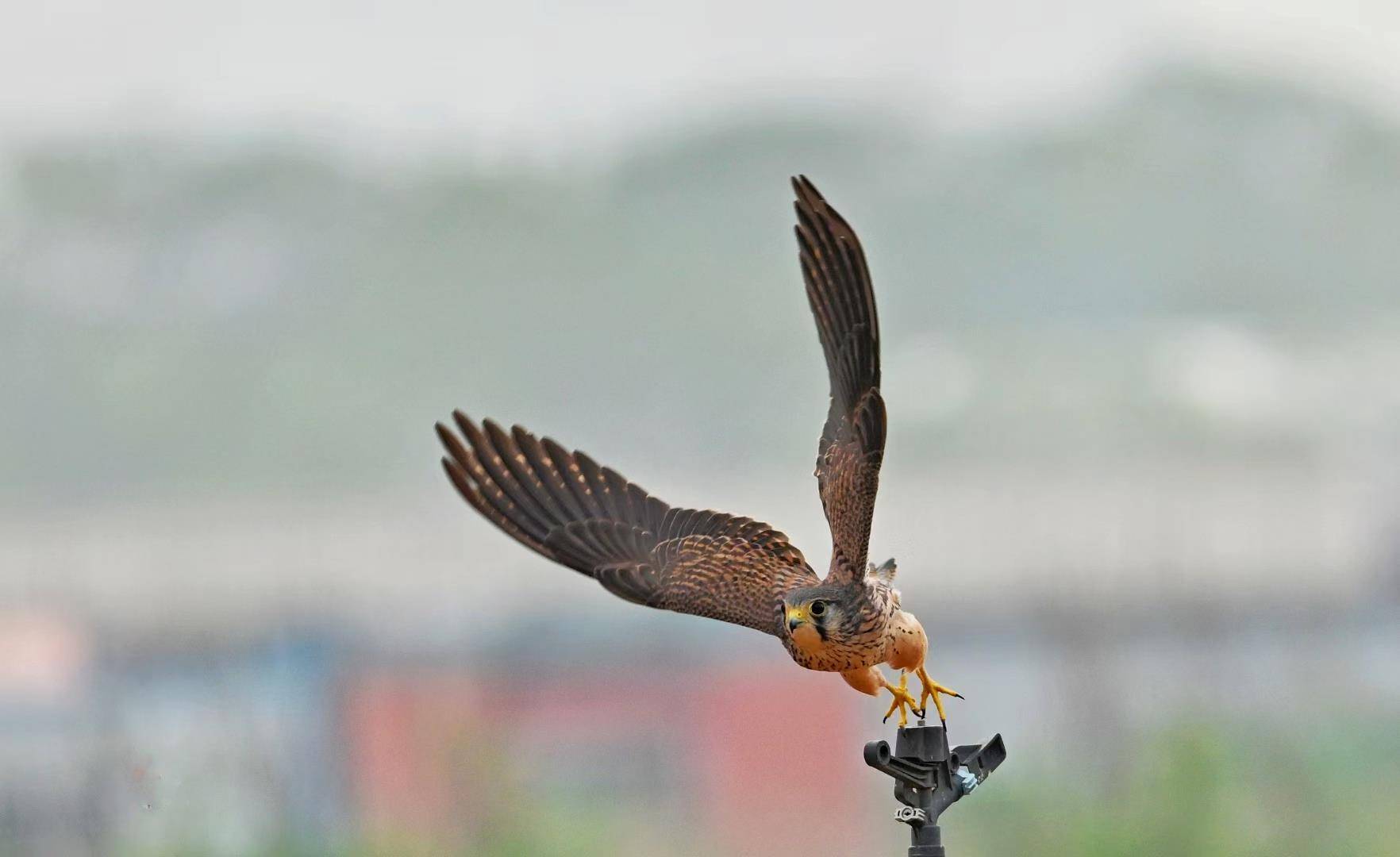 七旬退休大爷痴迷“打鸟”<strong></p>
<p>ETH交易官网</strong>，宁可不吃不喝也要花几万元升级装备