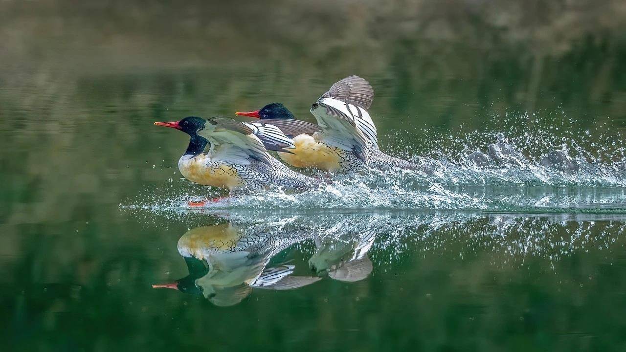 七旬退休大爷痴迷“打鸟”<strong></p>
<p>ETH交易官网</strong>，宁可不吃不喝也要花几万元升级装备