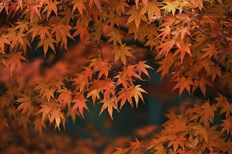 霜降已到，全国红叶上线中！这些“出片宝地”藏不住了