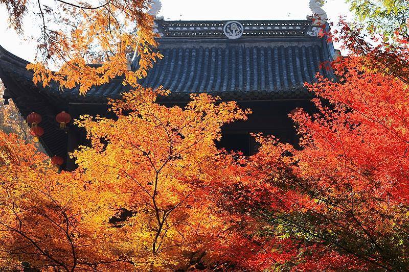 霜降已到<strong></p>
<p>ETH交易官网</strong>，全国红叶上线中！这些“出片宝地”藏不住了