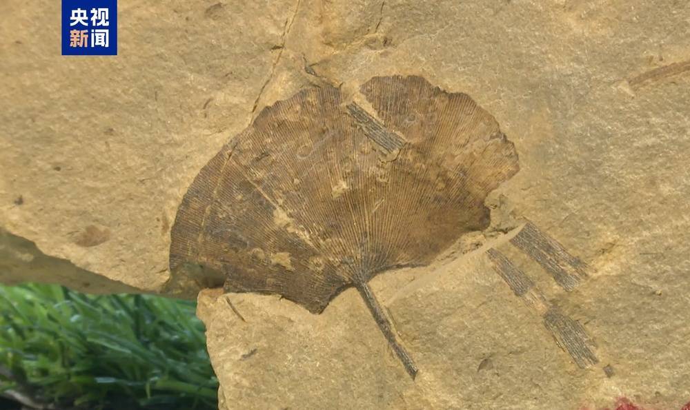 距今约2.8亿年<strong></p>
<p>XRP交易官网</strong>！山西阳泉矿区发现远古银杏化石