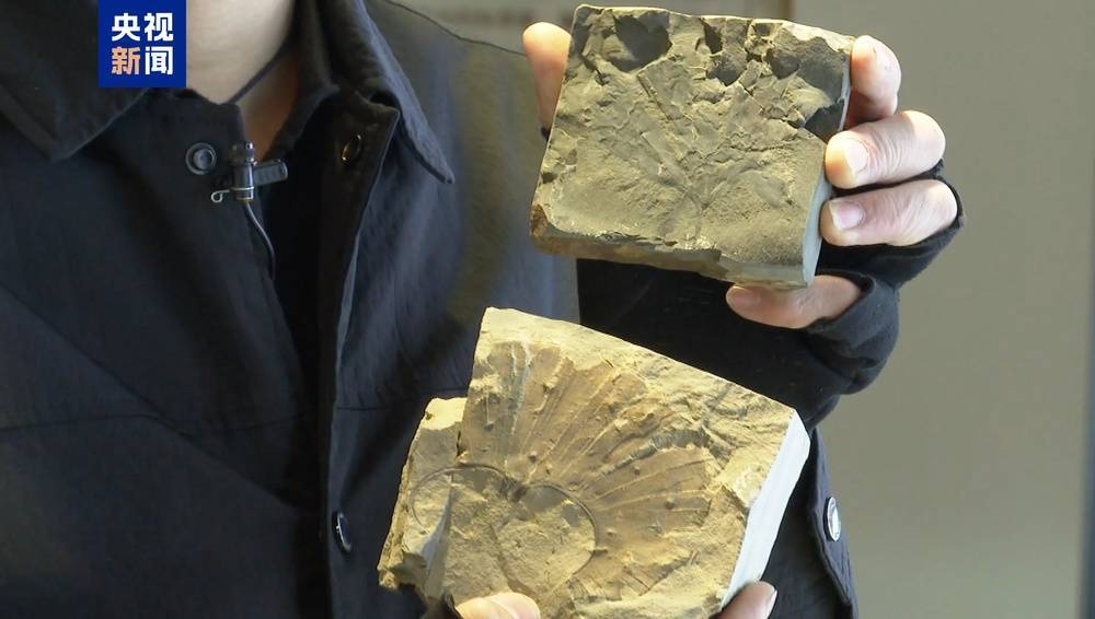 距今约2.8亿年<strong></p>
<p>XRP交易官网</strong>！山西阳泉矿区发现远古银杏化石