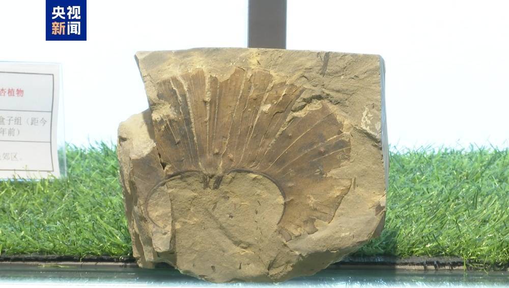距今约2.8亿年<strong></p>
<p>XRP交易官网</strong>！山西阳泉矿区发现远古银杏化石