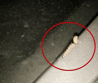 汽车被虫子啃得都是窟窿<strong></p>
<p>XRP交易官网</strong>，“一边咬一边往里钻”！很多人中招