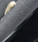 汽车被虫子啃得都是窟窿<strong></p>
<p>XRP交易官网</strong>，“一边咬一边往里钻”！很多人中招