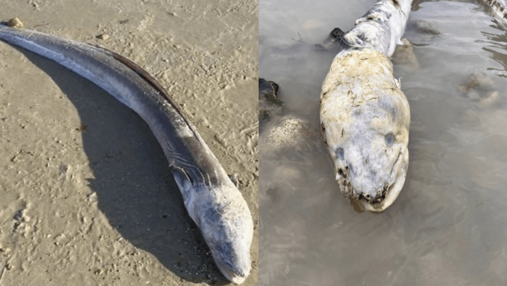 英国海边出现巨型“海怪”，当地居民：像外星生物