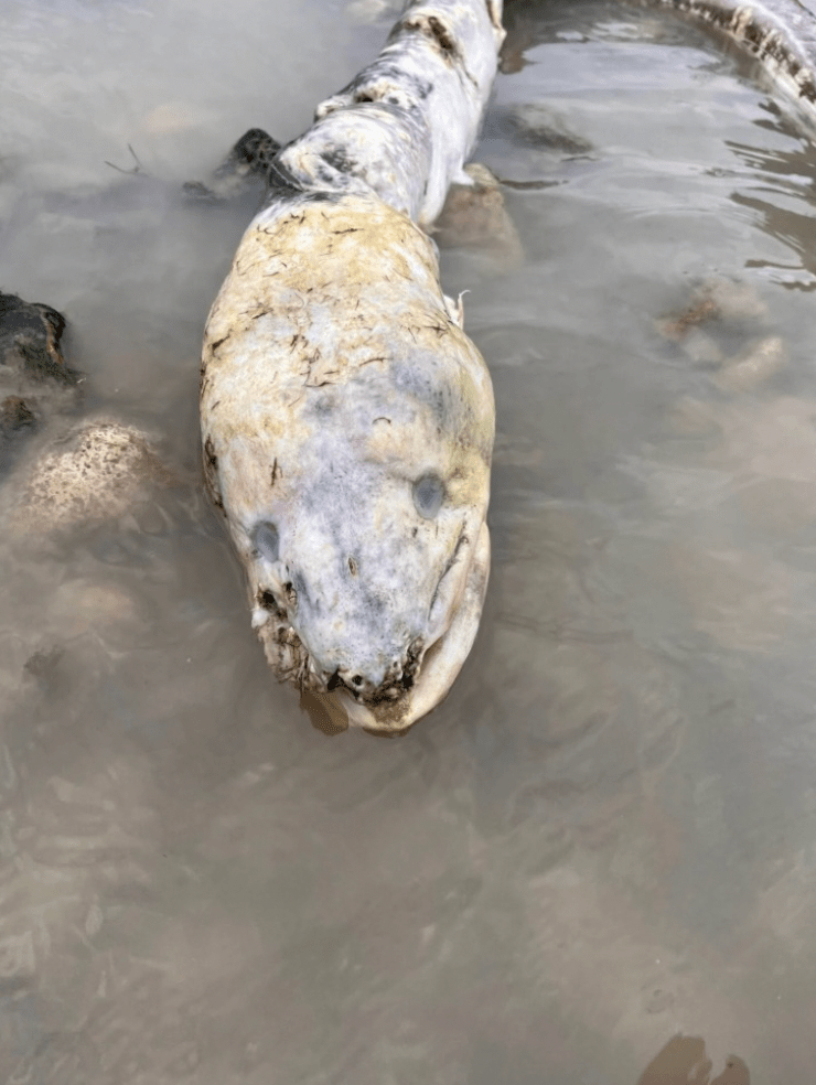 英国海边出现巨型“海怪”<strong></p>
<p>DOT交易官网</strong>，当地居民：像外星生物
