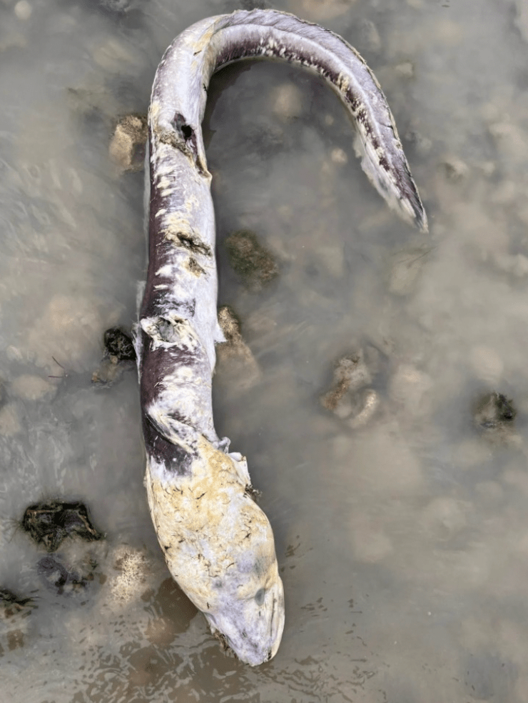 英国海边出现巨型“海怪”<strong></p>
<p>DOT交易官网</strong>，当地居民：像外星生物