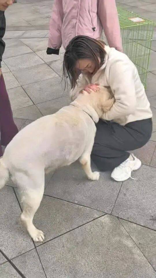 青岛一只拉布拉多犬走失三月后<strong></p>
<p>波卡币交易官网</strong>，长沙街头被网友发现并收留，目前犬只已被送回犬主身边