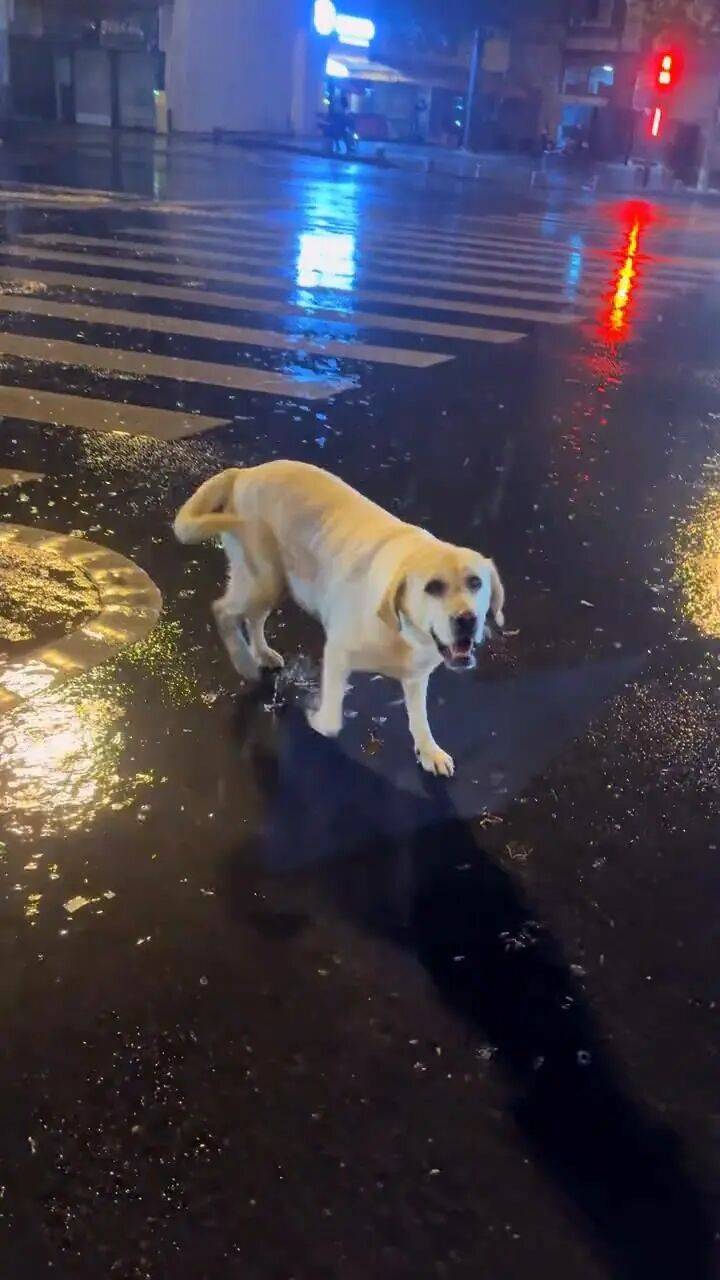 青岛一只拉布拉多犬走失三月后<strong></p>
<p>波卡币交易官网</strong>，长沙街头被网友发现并收留，目前犬只已被送回犬主身边